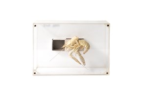 Image description is not available for 2011.36.1